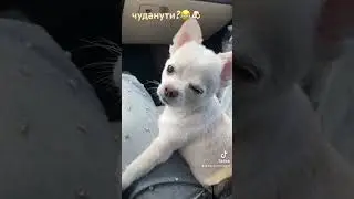 #chihuahuaworld #chihuahuastyle #mydog #doglover #chihuahuafanclub #doglife #chihuahualife #собака