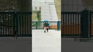 My son ☺️ going near to China #travel #beauty #chinaborder #Kunjerabpass #mountains #kidsvideo