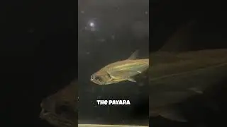 The Piranha Is Not The King Of The River (This Fish Is!)