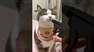 Why Is This Cat Drinking From a Spray Bottle Like Royalty? #mimizoo #animalshorts #catshorts