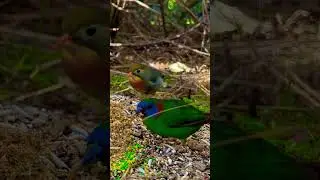 Finch and Softbill Bird Aviary