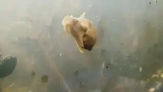 Das Leben kehrt in mein Aquarium zur&uuml;ck - 1 Woche nachdem 100 moosb&auml;lle mein Aquarium ruiniert haben