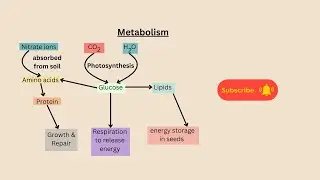 Metabolism for AQA GCSE Biology and combined science