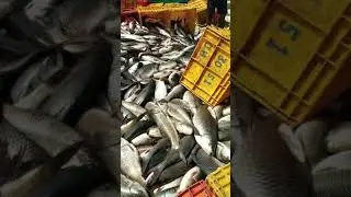 Andhra Pradesh fishery March Rui