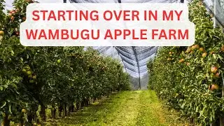 Wambugu Apple Farming Lessons in Kenya| #1 Beginner's Guide 