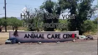 How to give your dog eye drops