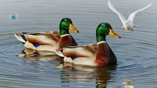 Aquatic Birds: The Secret Lives of the Most Interesting Ducks