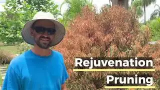 Rejuvenation Pruning
