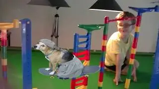 Dominoes and Marbles. Merry Xmas Fails. Skater Dog.