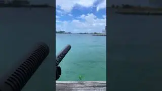 Field Recording On The Pier 🌊 Caribbean Sea Ambience | Shotgun Mic 🎙️ #Cruise #SoundFX #Travel