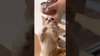 Asmr kitty routine 💕🐱🐟#cat #animalshorts #pets #cute #cuteanimals