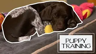 When To Start Training Your Puppy - You Ask We Answer Episode 18: Part 3