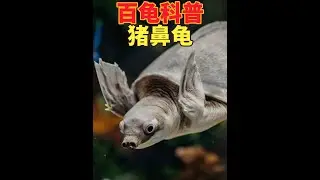 七分钟带你了解猪鼻龟（两爪鳖） 猪鼻龟，更准确地说，是鳖类，是两爪鳖科两爪鳖属的唯一物种，也叫两爪鳖,飞河龟。曾一度被认为是世界上最稀有的水龟之一，本期视频就详细介绍猪鼻龟的生物学，原产地分布，习性