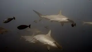 Diving Banda, September 2025