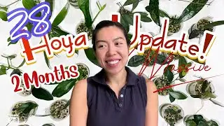 🌱 28 НОВЫХ ОБНОВЛЕНИЙ О РОСТЕ ХОЙИ! | ДЛИННОЕ ВИДЕО!! | Советы по акклиматизации | Редкие и необычные хойи | Октябрь 2022 г.