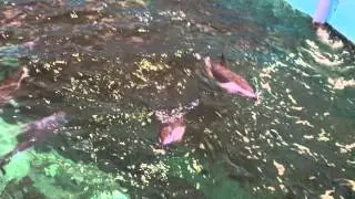 Тайцзи, Музей китов - Taiji Whale Museum - Шоу с дельфинами - 11