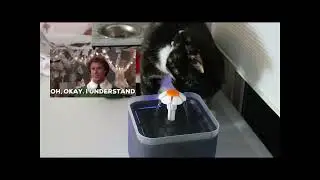 Cat tries pet drinking fountain from Amazon