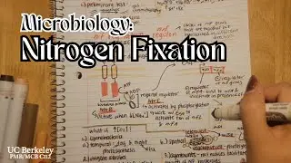 Nitrogen Fixation Notes