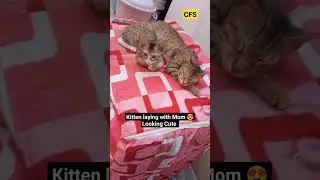 Cute Kitten Laying With Mom 🤩 l #catlife #catsrule