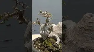 Bonsai Serut Cempluk