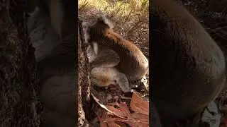 A KOALA MOURNING HIS DEAD FRIEND.