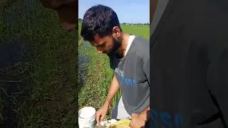 yah gau hai sahab #love #viral #nepali #india