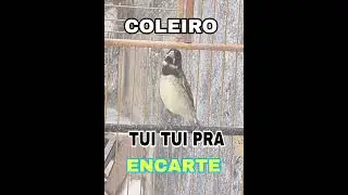 COLEIRO TUI TUI PRA ENCARTE DE COLEIRO PARDO 