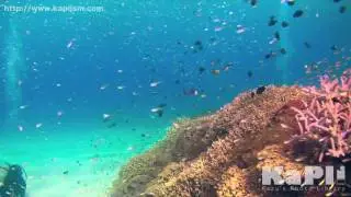 癒しの海　慶良間でのダイビング