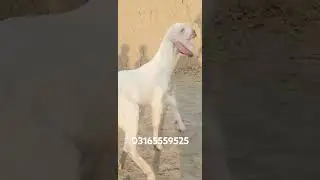 Asif Ali goat farm. 03165559525 WhatsApp number location Dera Ghazi Khan cargo all Pakistan