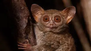 TOP 10 ANIMALS WITH GLOWING EYES AT NIGHT