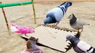 DIY Unique Quick Bird Trapping | Hole Trap | How To Make Simple Pigeon Holes Traps | @MsBirdTraps \