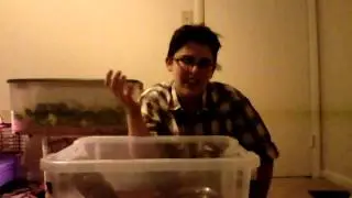 Rose Hair Tarantula Care and Setup
