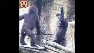 Monkey play fight