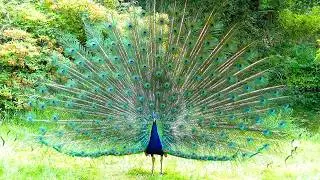 Peacock Facts: Habitat, Feather Colors and Cultural Significance!