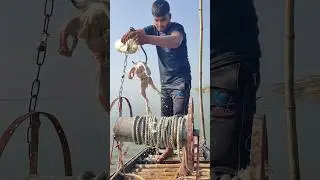 Shark fishing with special  bait  #bait #fishing #video
