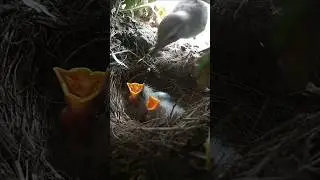 baby birds feeding mother bird | birds short video | baby bird #birdswatching #babybird