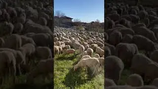 #pecore #fattoria