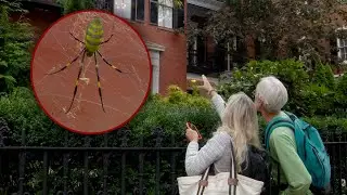 Invasive Joro spider from East Asia found in Boston