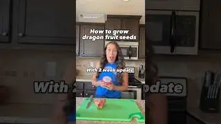 Growing dragon fruit cactus from seed UPDATE #plantcare #growingseeds #dragonfruit