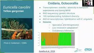 Yellow gorgonian (Eunicella cavolini) - Didier Aurelle