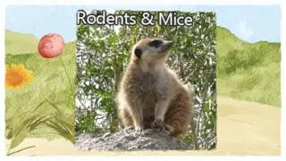Official Pest Prevention Fresno CA Termite Treatment 93727