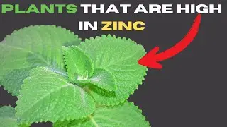 Do you know that these plants are high in zinc?