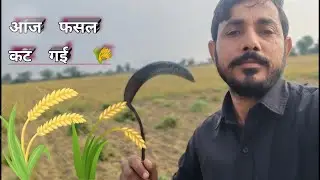 कटाई का दिन 🚜 | Farmer Life | Aaj Fasal Kat Gayi 