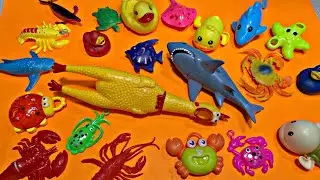 🐣 ASMR_Video * Lobster, Turtle, Duck, Stingray, Dolphin, Starfish, Crab, Squid, Shark And Many More.