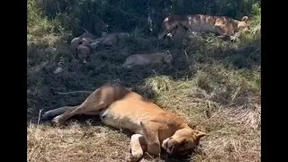 Fig tree Lion Pride with Cubs Sleeping | Masaimara | 21 October 2025
