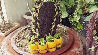Mini Box Planter with Wooden Accent #minigardening #smallplanter #diydecor