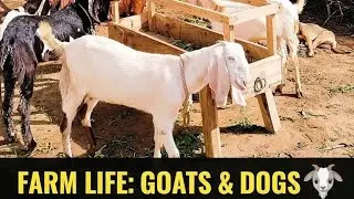 Itne saare Bakre ek saath! 😱 Goat Farm Live Tour with Guard Dogs 🐕&zwj;🦺 How to goat Grass  #1million 