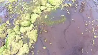 peat land flight in the Cairngorms