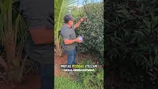 Colhendo hibisco para fazer geleia #ro&ccedil;a #agro #sitio #colheita #geleia