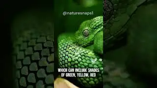 Bush Viper | Beautiful But Deadly